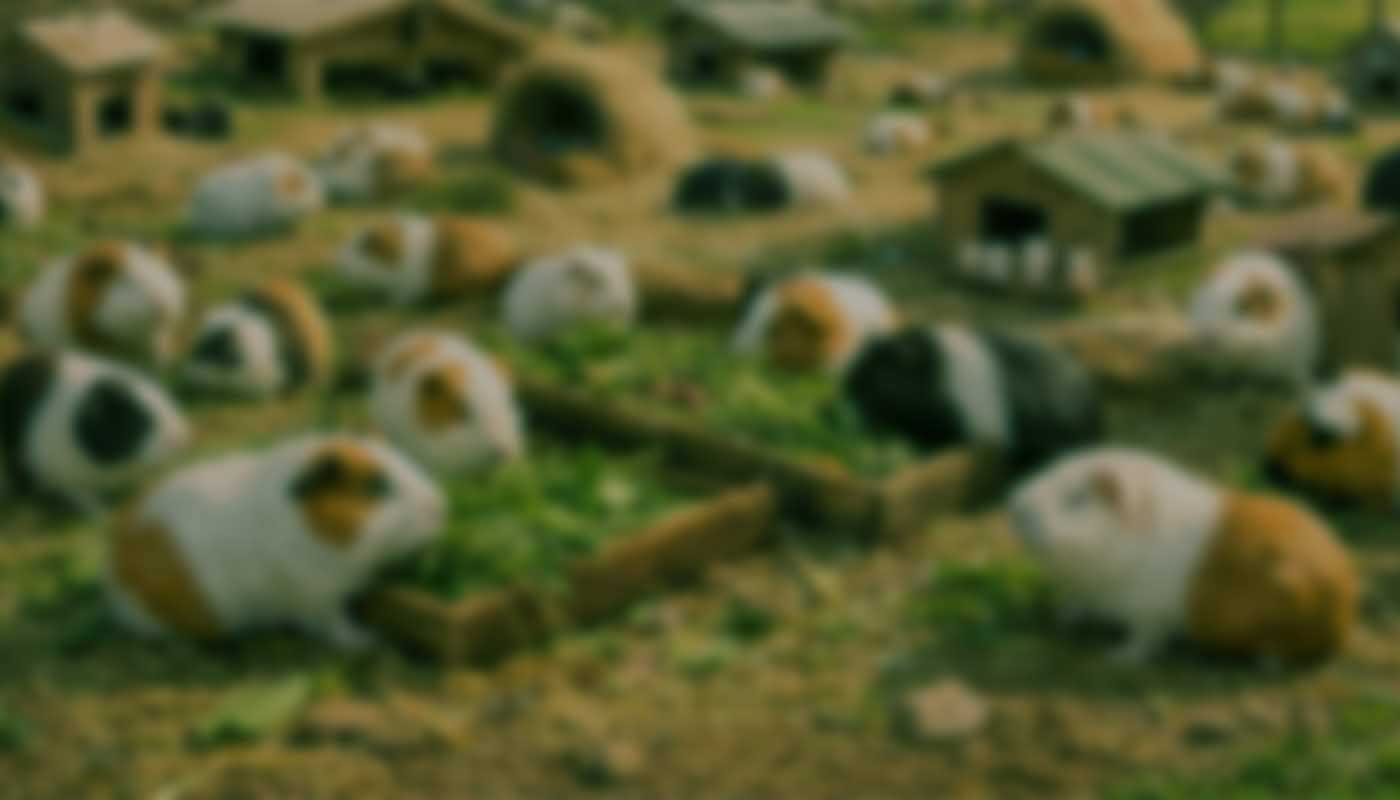 Granja El Rico Cuy en Huancayo